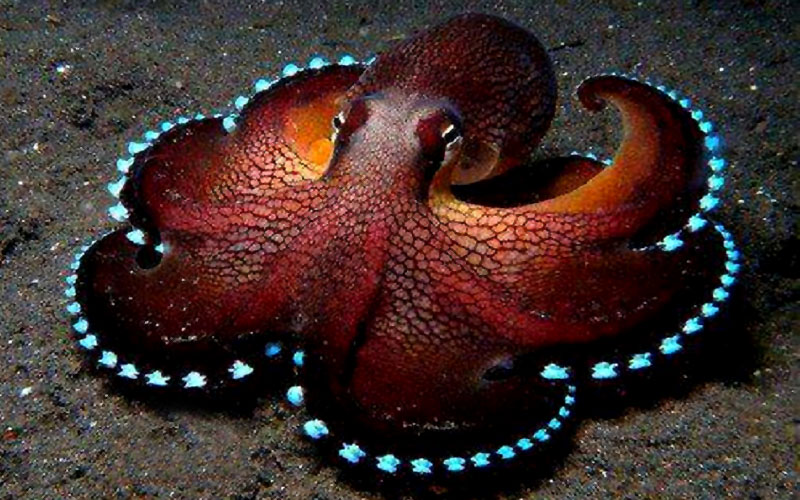 Обработанная фотография осьминога